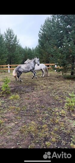 Прокат лошадей