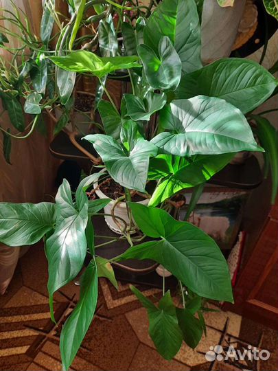 Комнатный цветок