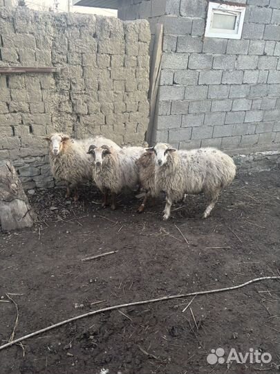 Бараны на мясо