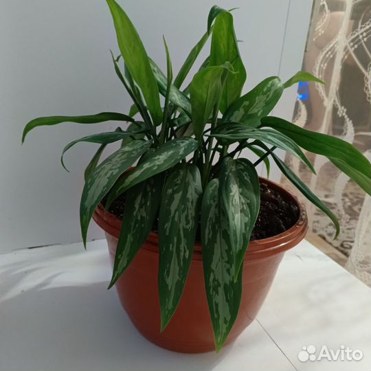 Взрослые цветы