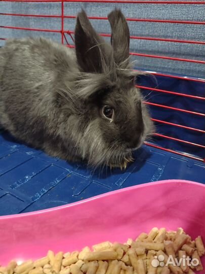 Декоративные кролики