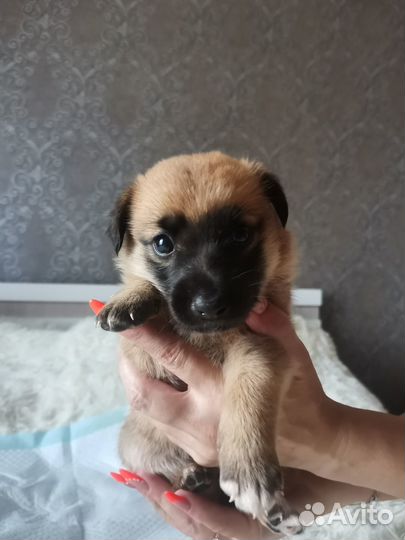 Отдам в добрые руки