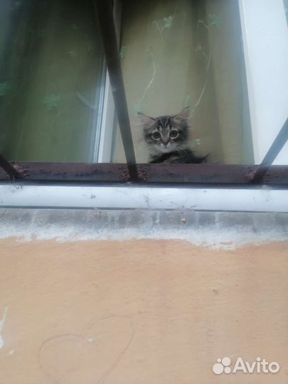 Домашние животные