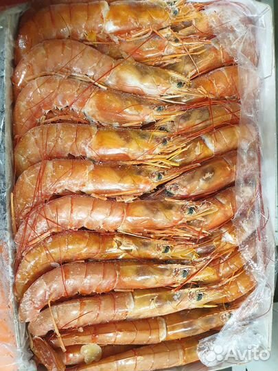 Креветка магаданская северная