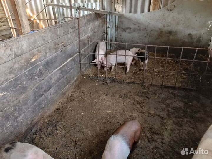 Гуси, индоутки, поросята