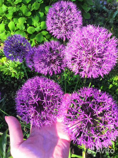 Декоративный лук Аллиум