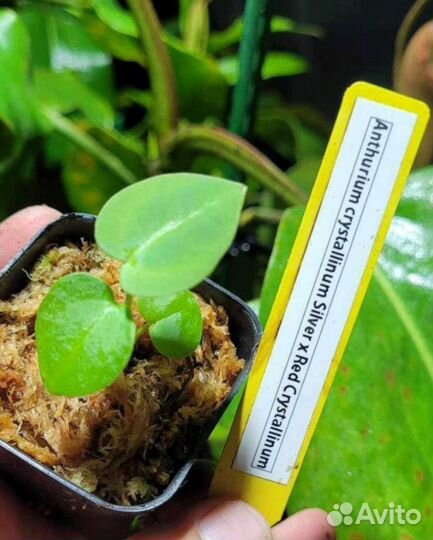 Антуриумы декоративно-лиственные