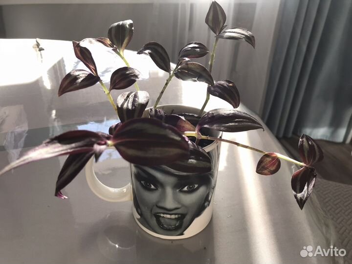 Традесканция