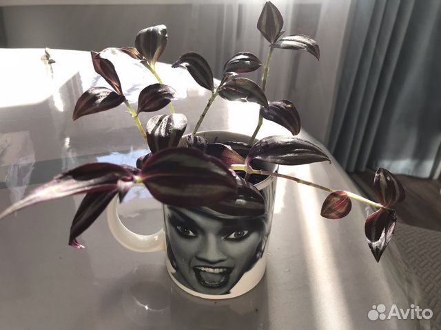 Традесканция