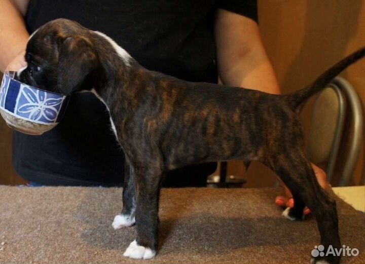 Щенки немецкого боксёра