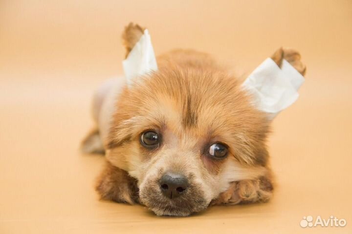 Китайская хохлатая щенки