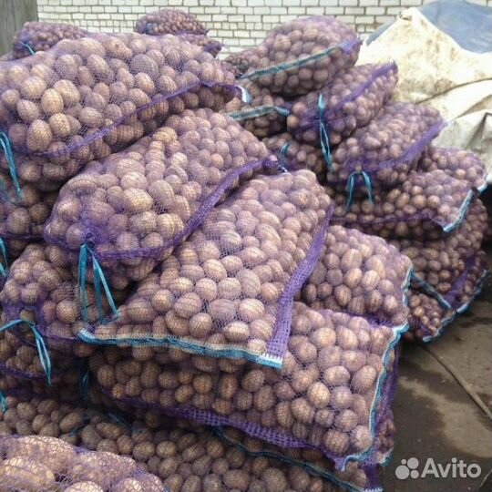 Картофель оптом сорт Коломбо свежий урожай