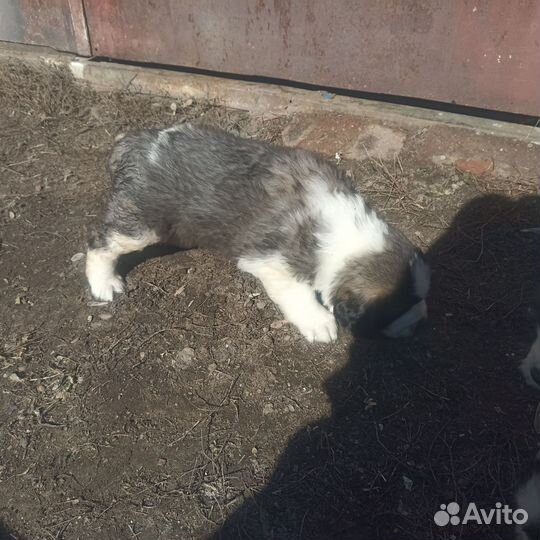 Московская сторожевая