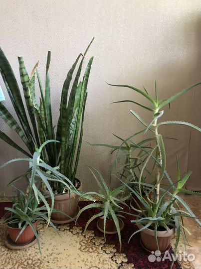 Алоэ 2 горшка с множеством отростков