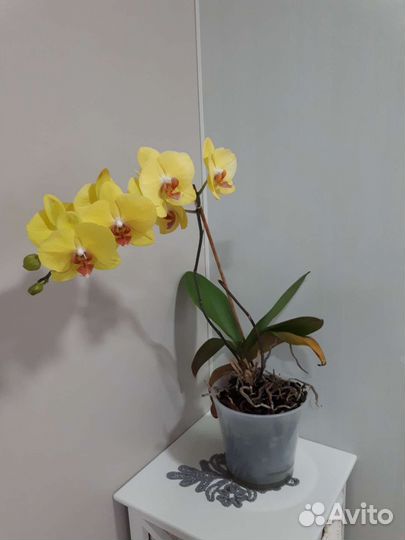 Орхидея фаленопсис