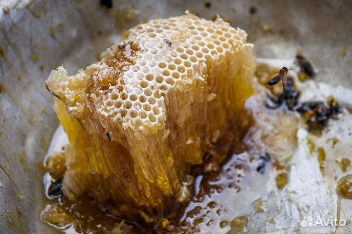 Мед Гречишный