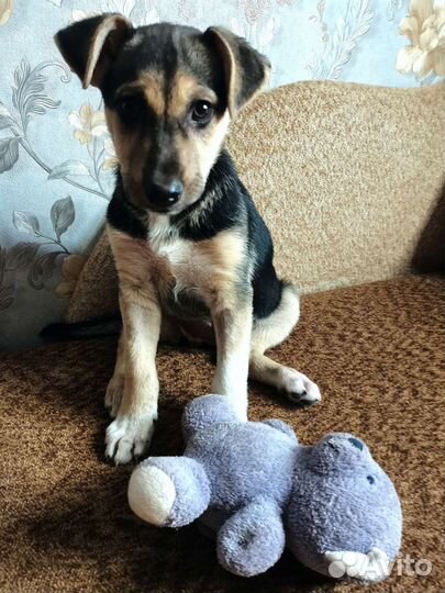 Собака щенки в добрейшие руки