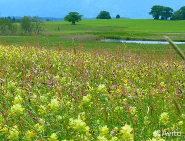 Мед 2024 года Алтайский опт