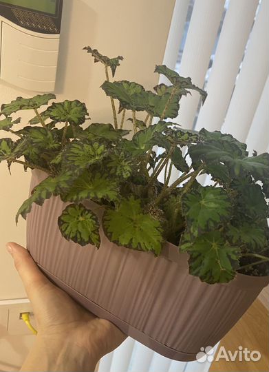 Комнатные растения цветы