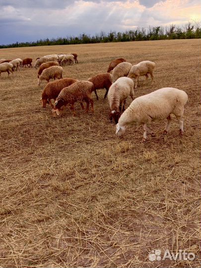 Овцы бараны