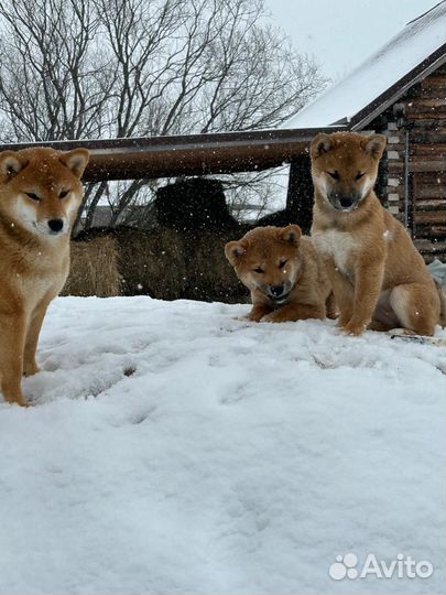 Щенки сиба ину
