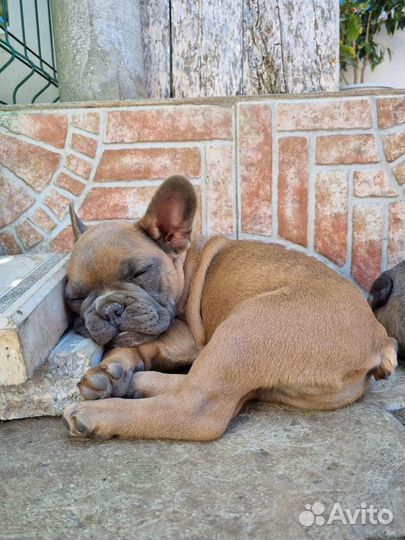 Голубо палевый французик