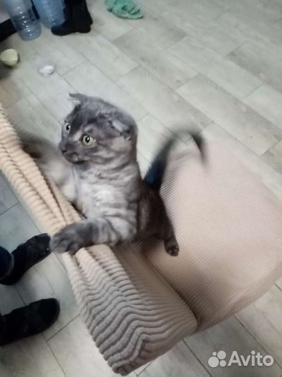 Вислоухая кошка бесплатно