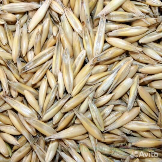 Овес в мешках