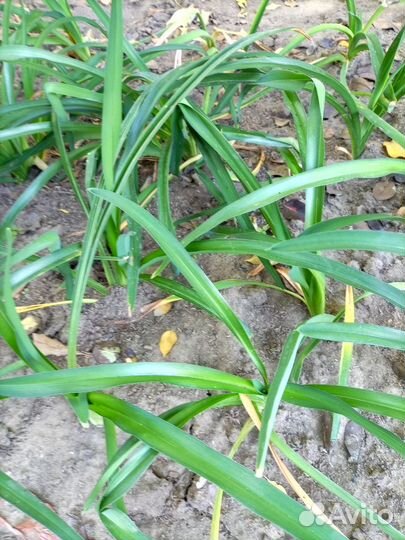 Саженцы лилейника