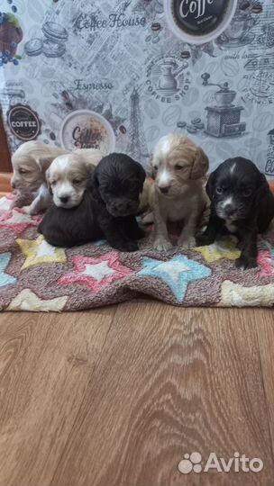 Щенки кокер спаниеля