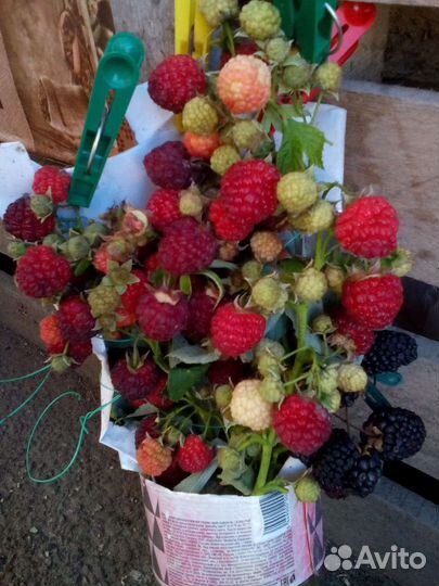 Саженцы и ягоды всех ягодных растений