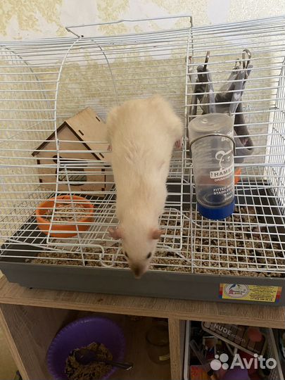 Крыса дамбо с клеткой