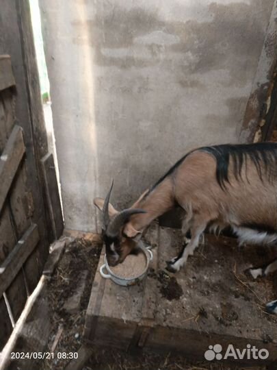 Продам козу