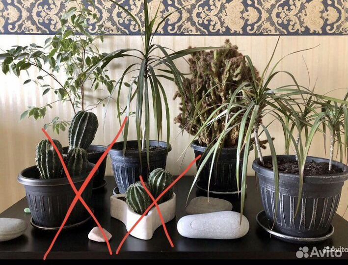 Комнатные цветы