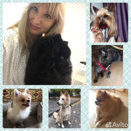 Гостиница для животных/передержка/догситтер