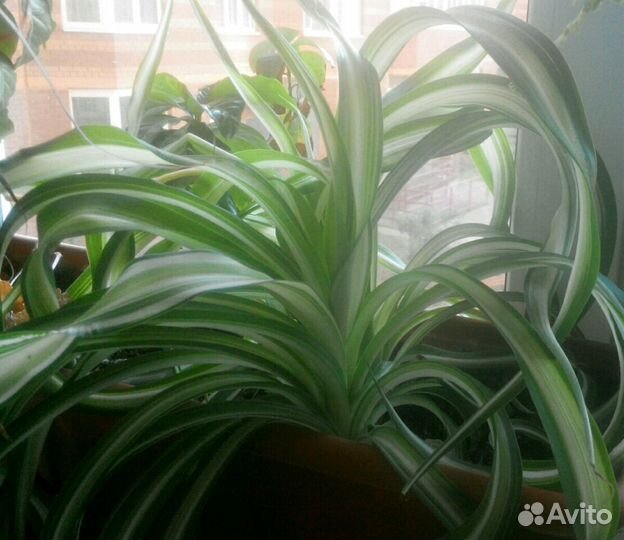 Хлорофитум