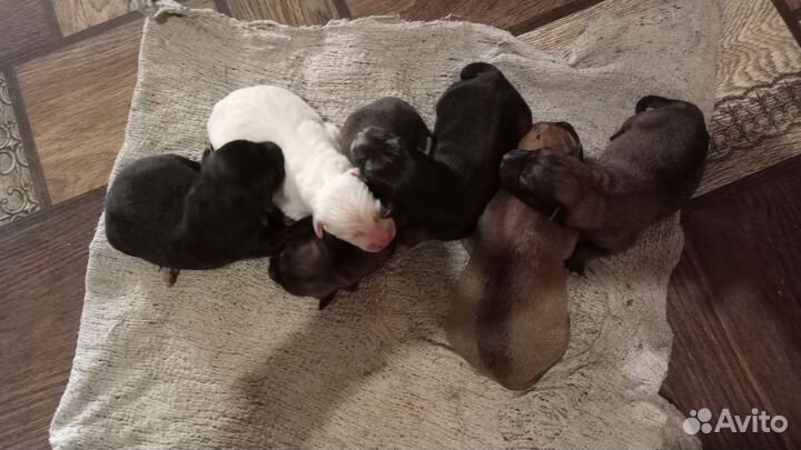 Собака в добрые руки щенки от дворняги