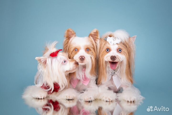 Эксклюзивные Йорки, словно Брильянты