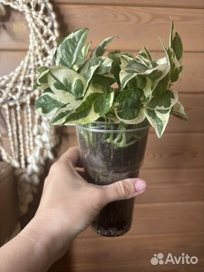 Сциндапсус эпипремнум н джой хеппи лиф