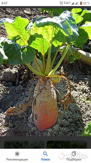 Семена кормовой свеклы