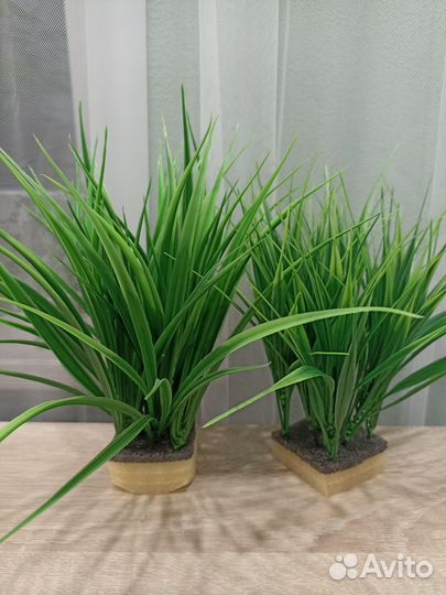 Осока низкая и высокая без кашпо