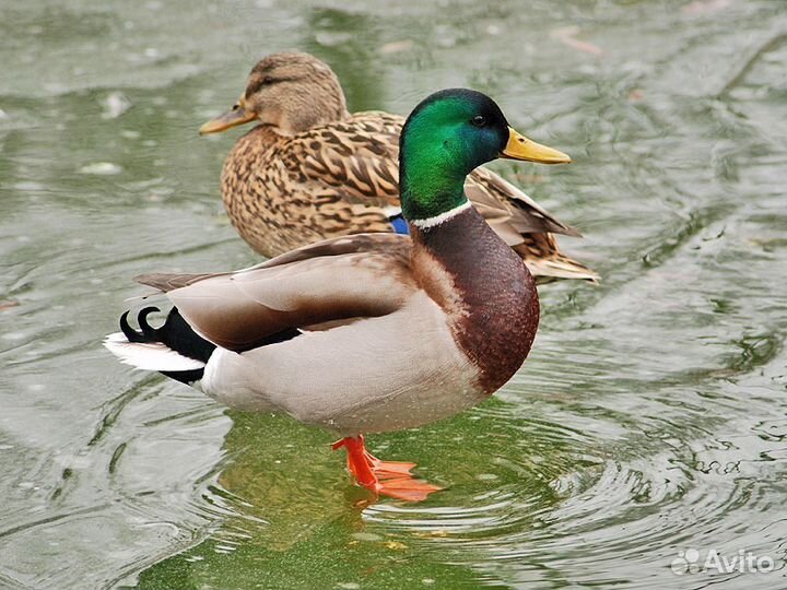 Утки кряква