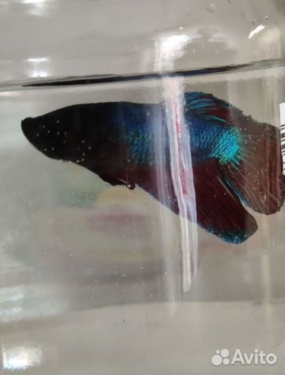 Рыба петушок, мох яванский