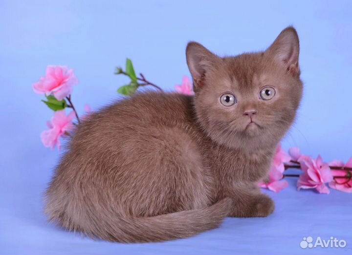 Британские котята