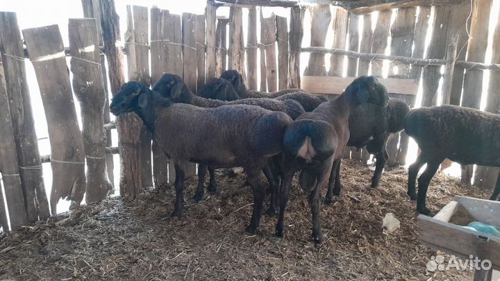 Баран на племя