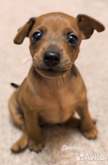 Щенки цвергпинчера