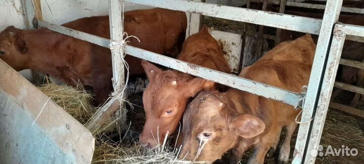 Бычки Лимузины и Абердин-ангус