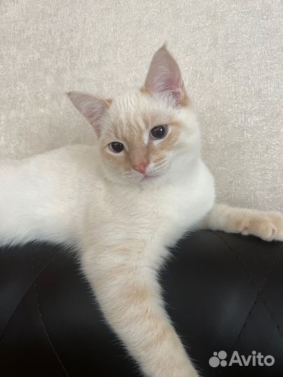 Кот