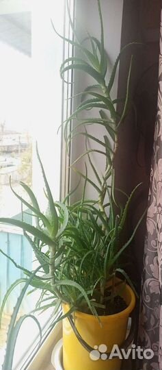 Алоэ столетник лечебный 6 лет