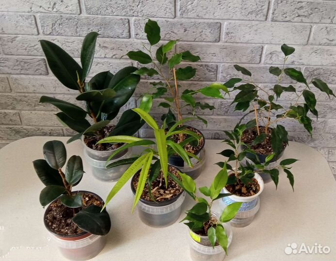 Фикусы, папоротники